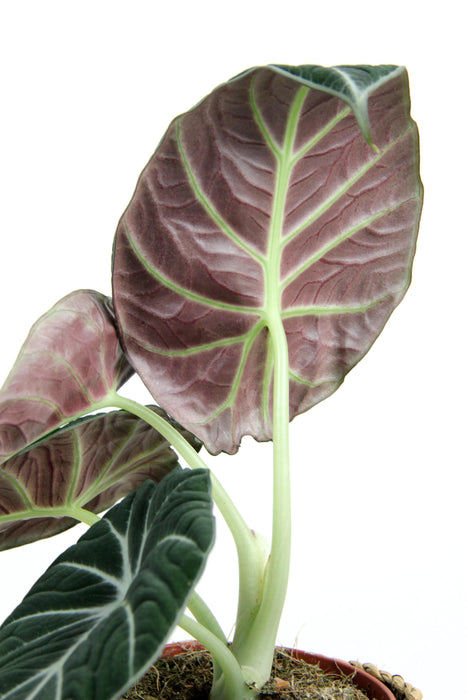 Alocasia regina black velvet