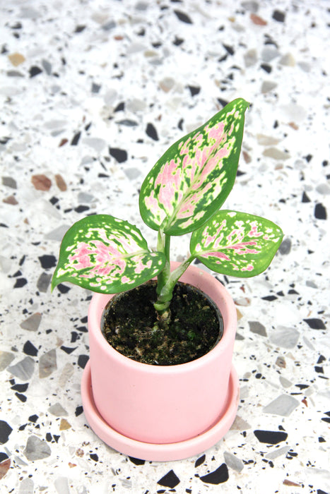 Aglaonema red valentine