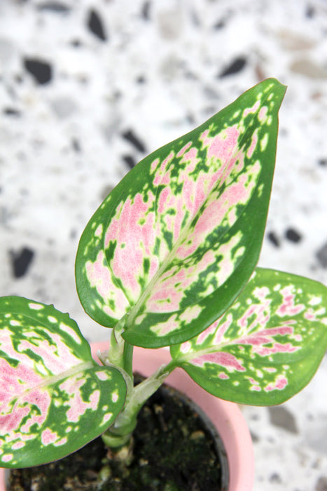 Aglaonema red valentine