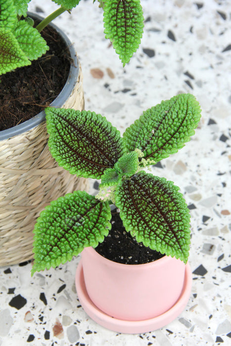 Pilea moon valley