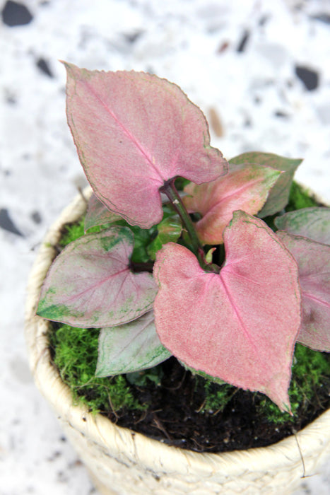 Syngonium pink perfection