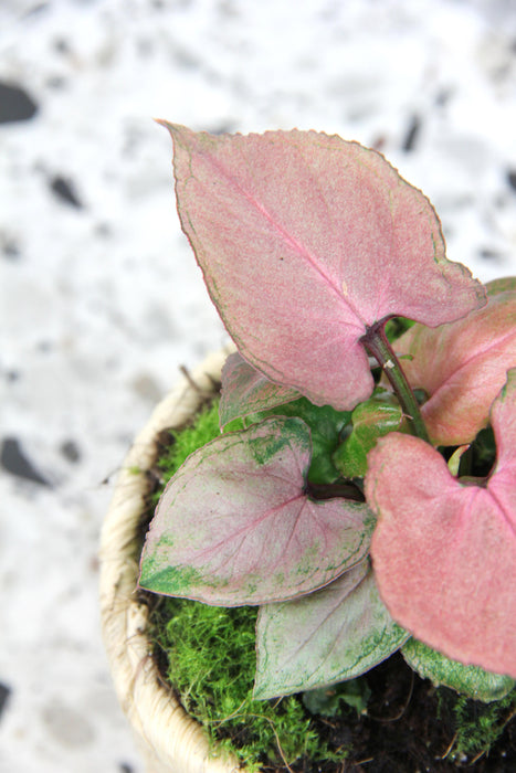 Syngonium pink perfection