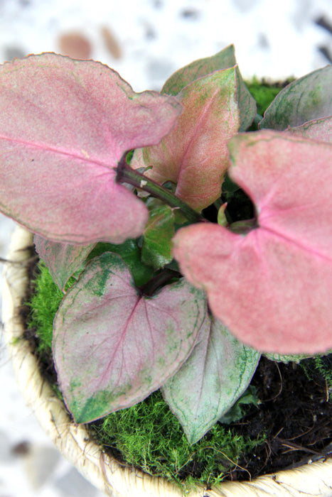 Syngonium pink perfection
