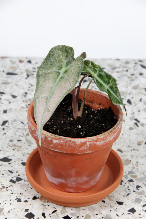 Alocasia polly variegata - Small