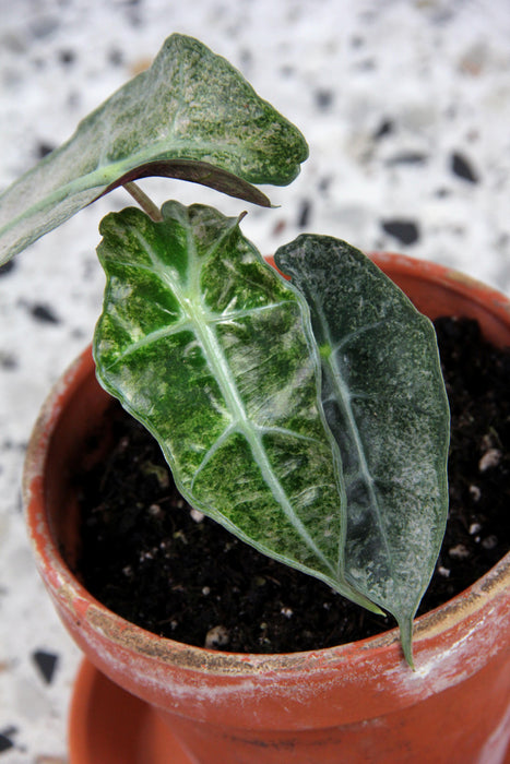 Alocasia polly variegata - Small