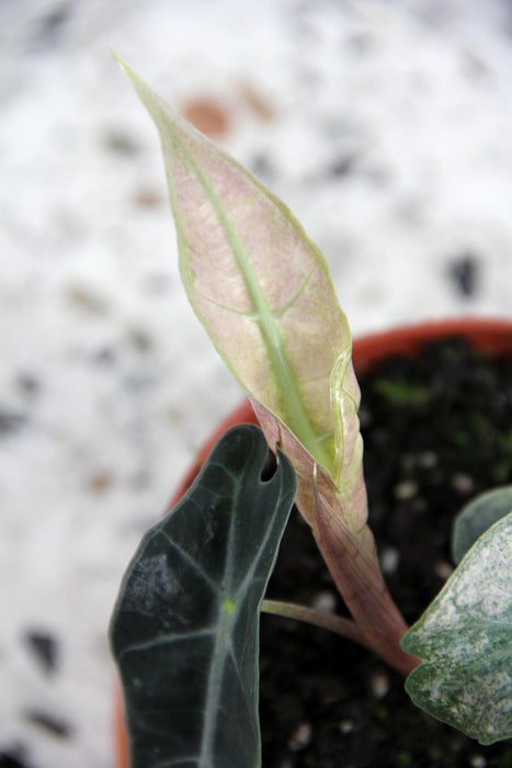 Alocasia polly variegata - Small