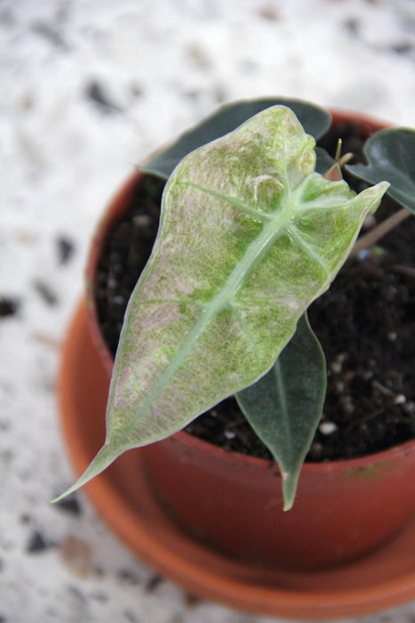 Alocasia polly variegata - Small
