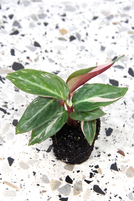 Calathea magicstar - small