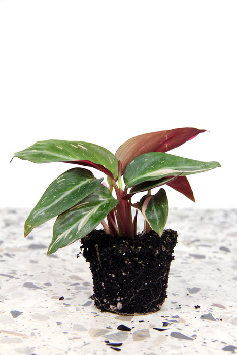 Calathea magicstar - small