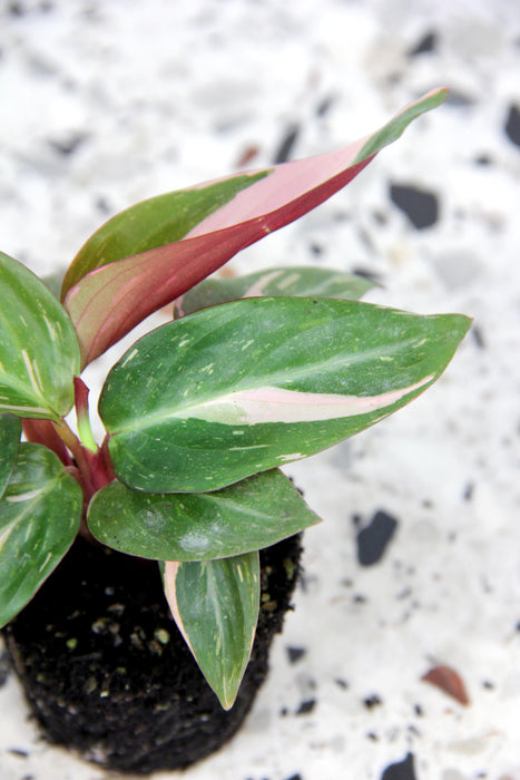 Calathea magicstar - small
