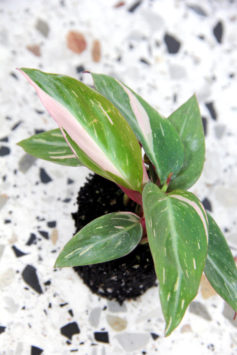 Calathea magicstar - small