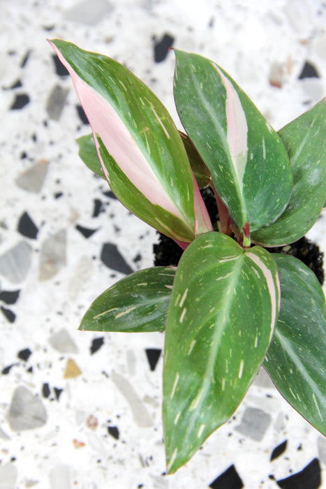 Calathea magicstar - small