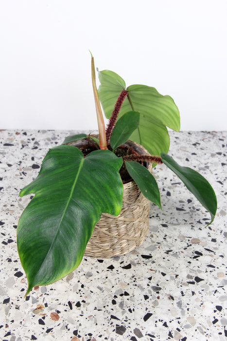 Philodendron squamiferum