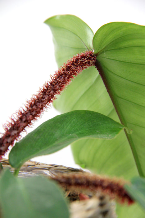 Philodendron squamiferum