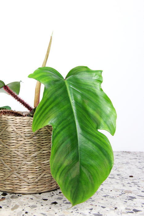 Philodendron squamiferum