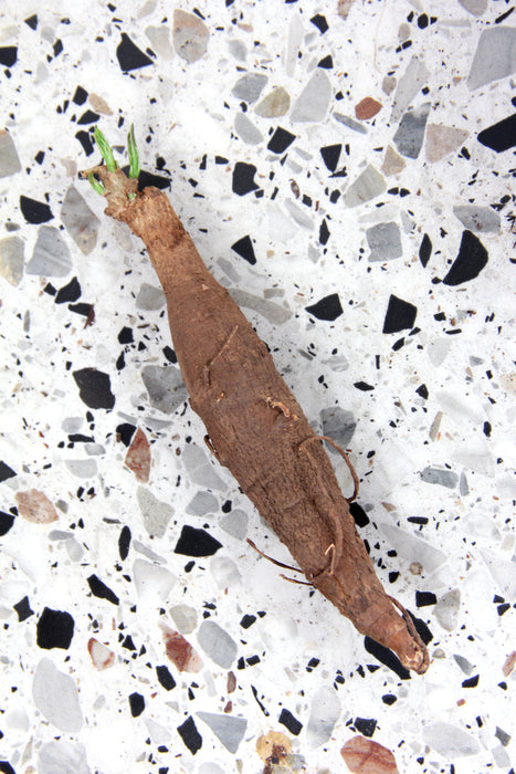 Adansonia digitata - Baobab