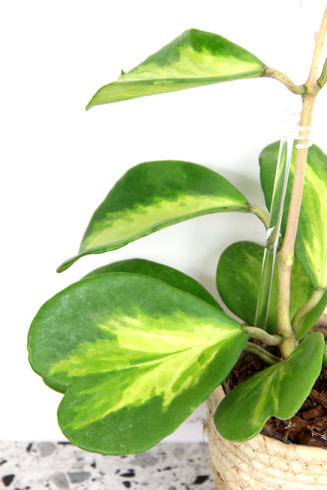Hoya kerrii variegata - en tige