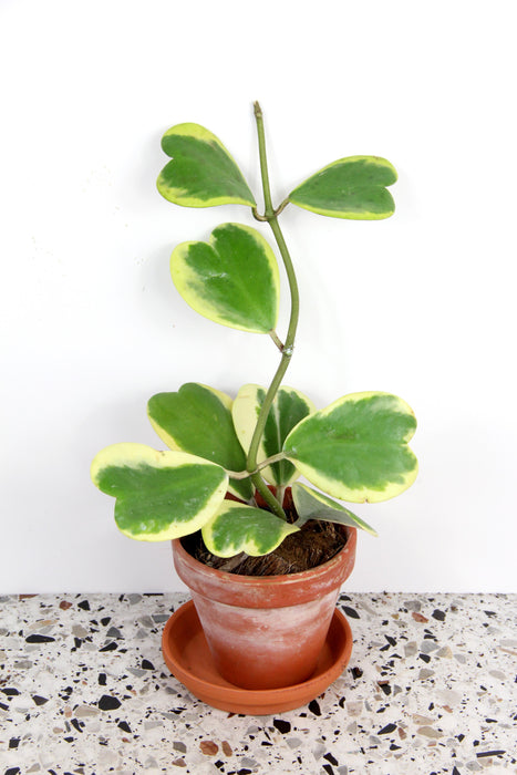 Hoya kerrii albomarginata - en tige