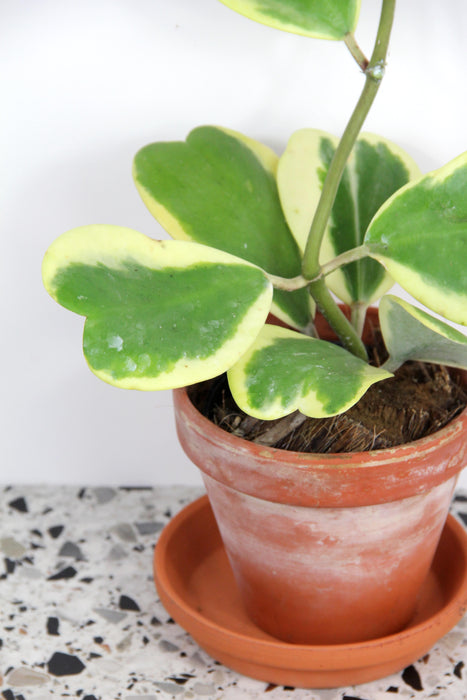 Hoya kerrii albomarginata - en tige