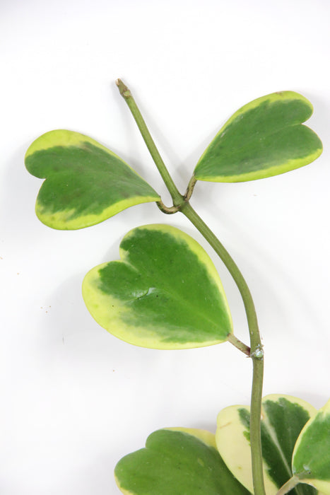 Hoya kerrii albomarginata - en tige