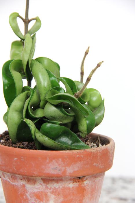 Hoya carnosa compacta