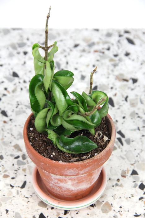 Hoya carnosa compacta
