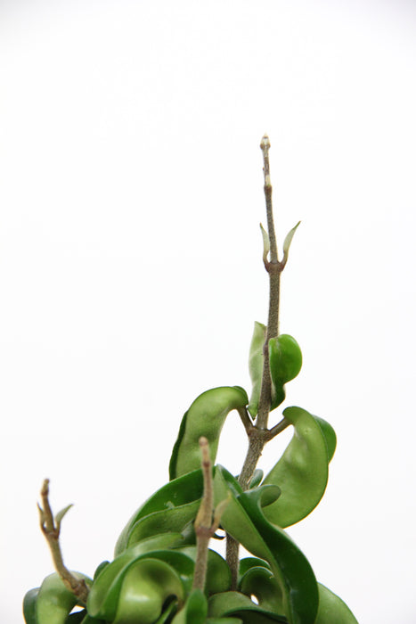 Hoya carnosa compacta