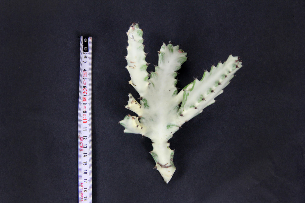 Euphorbia lactea white ghost