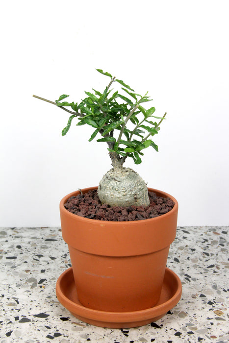 Fockea edulis