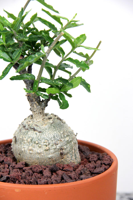 Fockea edulis