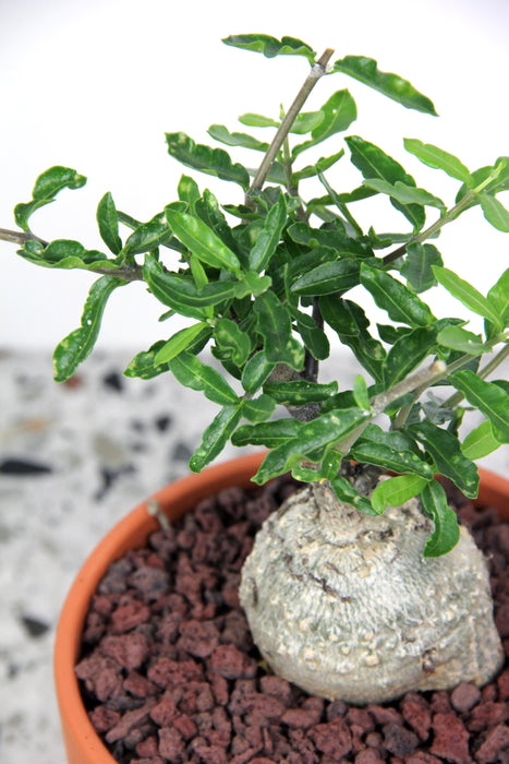 Fockea edulis