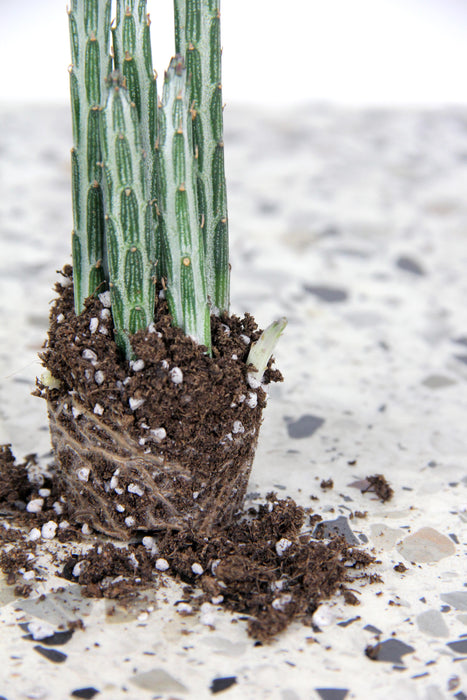 Klenia stapeliiformis