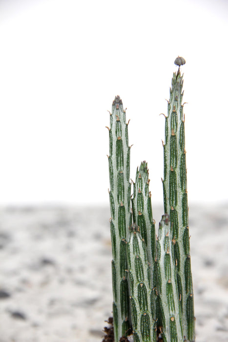Klenia stapeliiformis