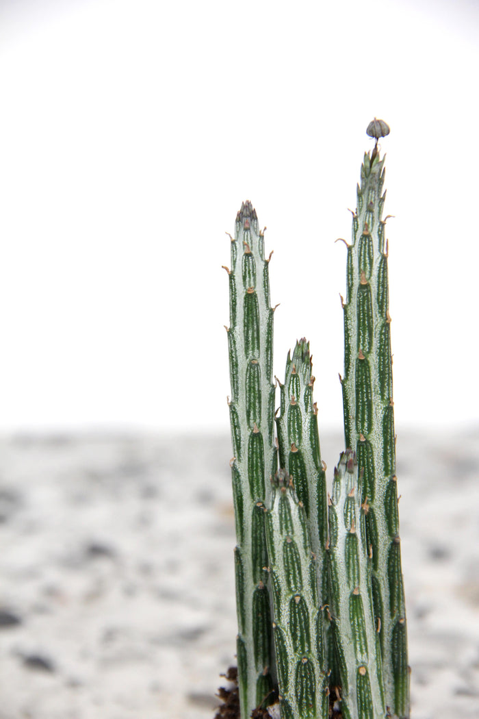 Cactées / Succulentes