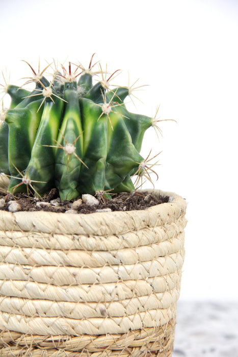 Ferocactus variegata