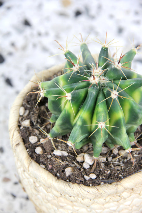 Ferocactus variegata