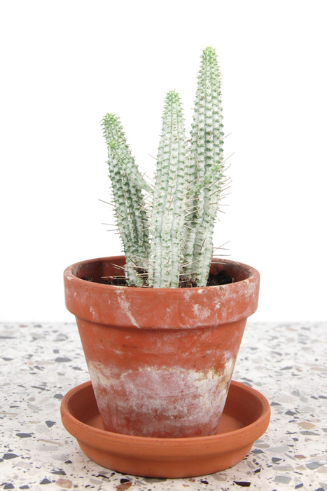 Euphorbia mammillaris variegata