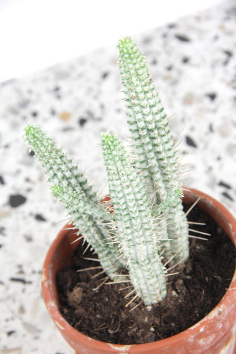 Euphorbia mammillaris variegata