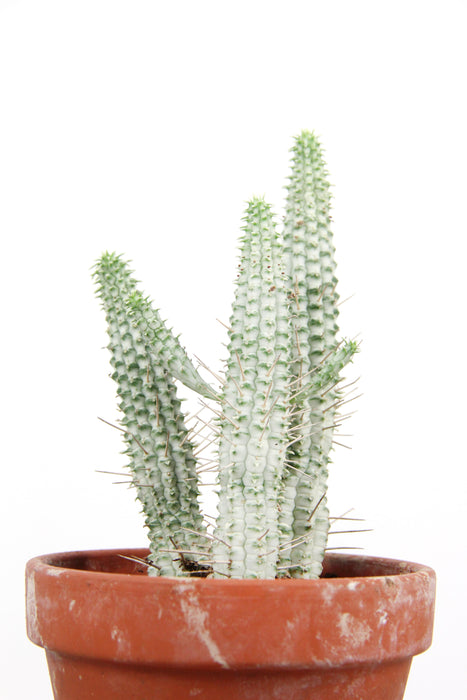Euphorbia mammillaris variegata