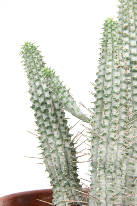 Euphorbia mammillaris variegata