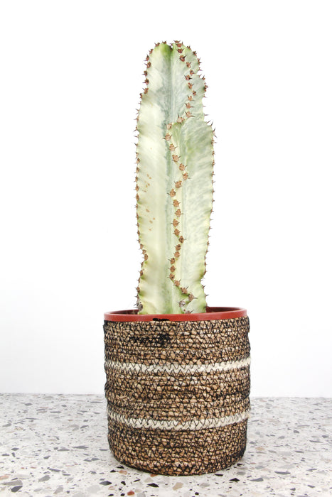 Euphorbia ingens variegata - Large