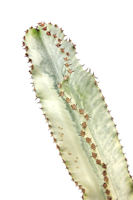 Euphorbia ingens variegata - Large