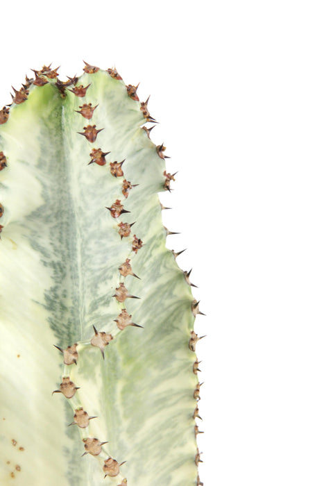 Euphorbia ingens variegata - Large