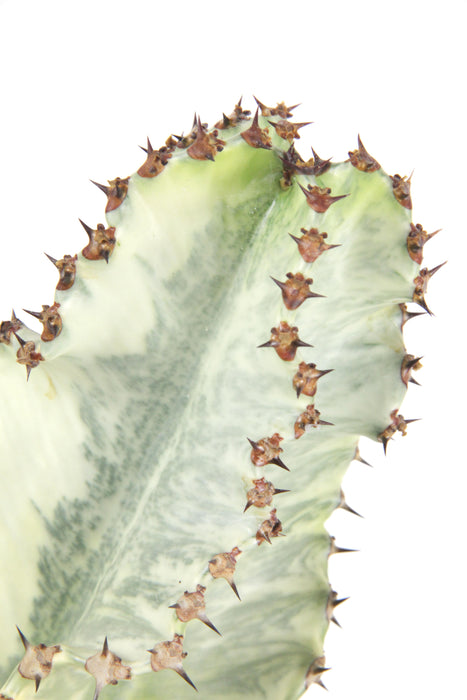 Euphorbia ingens variegata - Large