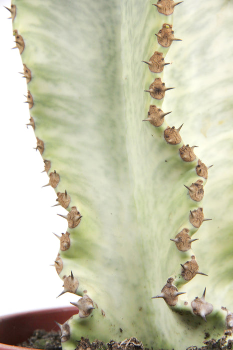 Euphorbia ingens variegata - Large