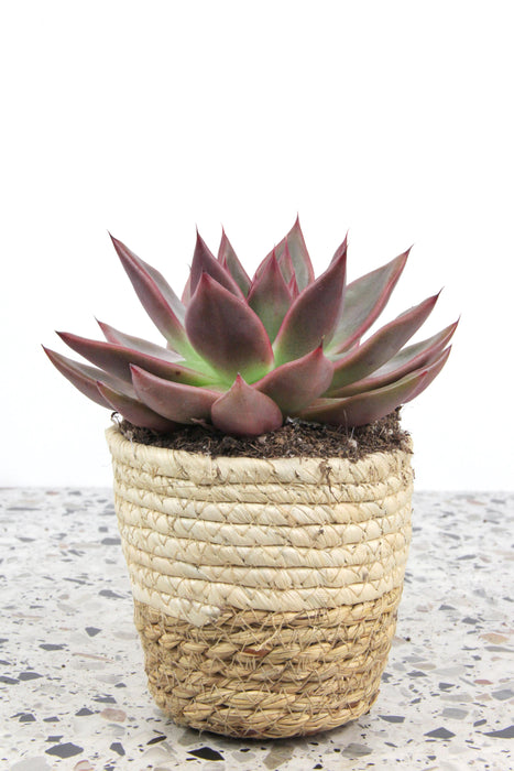 Echeveria antaris