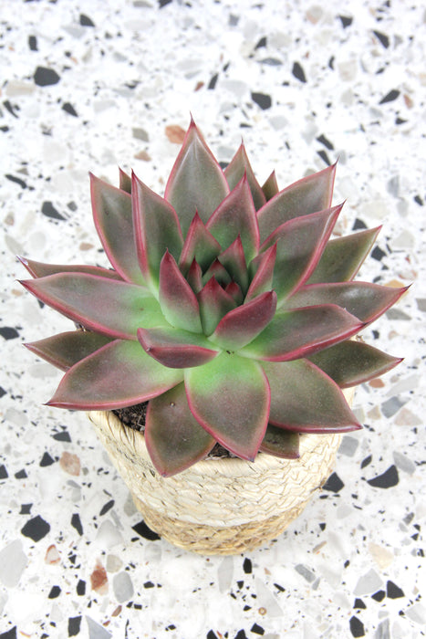Echeveria antaris