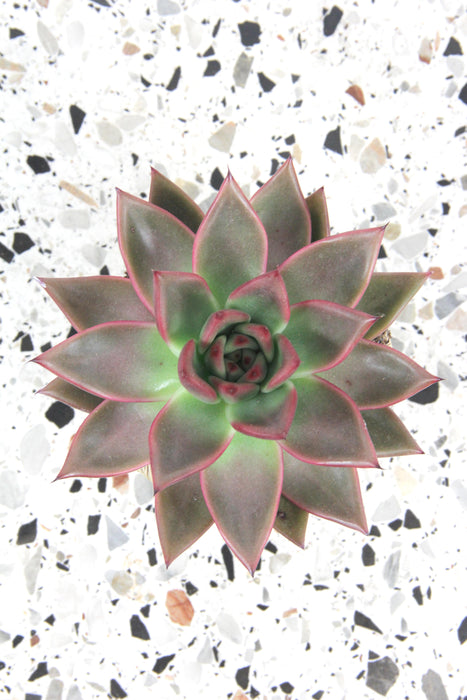 Echeveria antaris