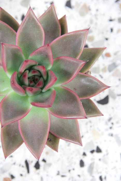 Echeveria antaris