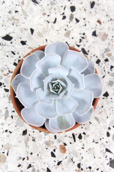 Echeveria lilacina